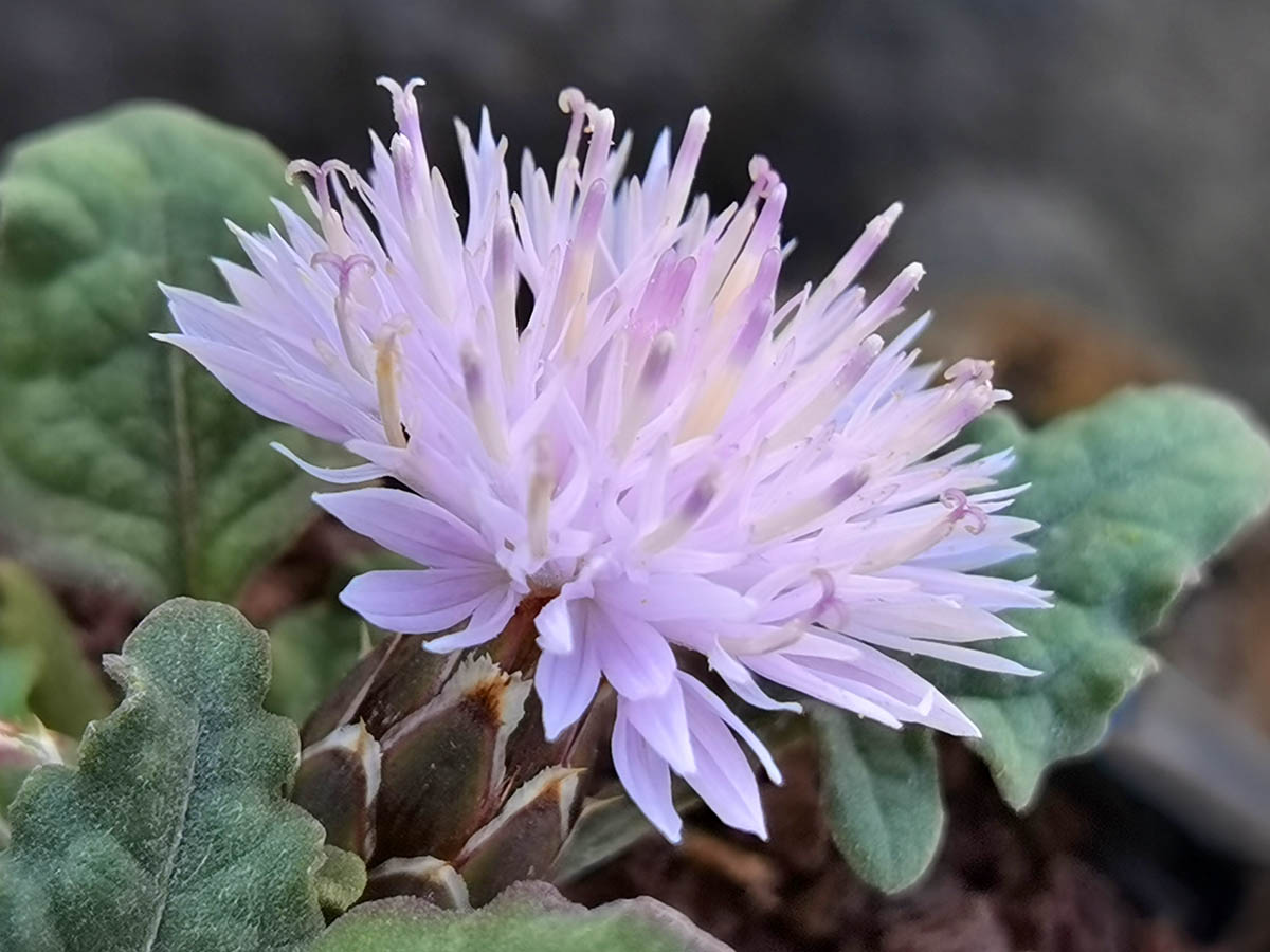 Centaurea aegialophila